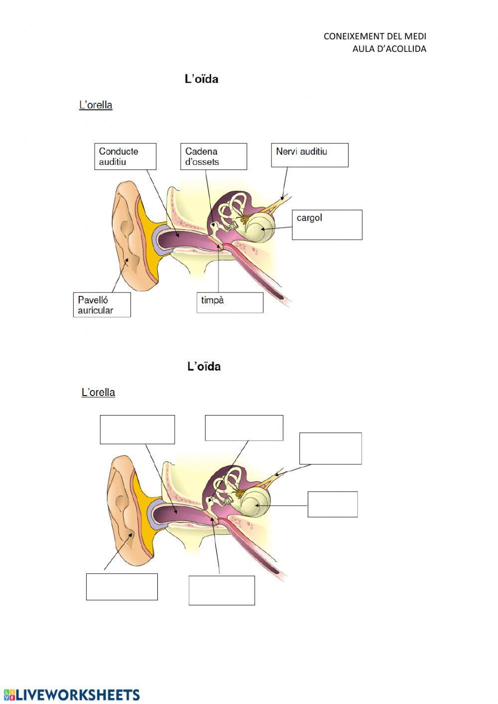 Adaptació Sentits i Ap locomotor