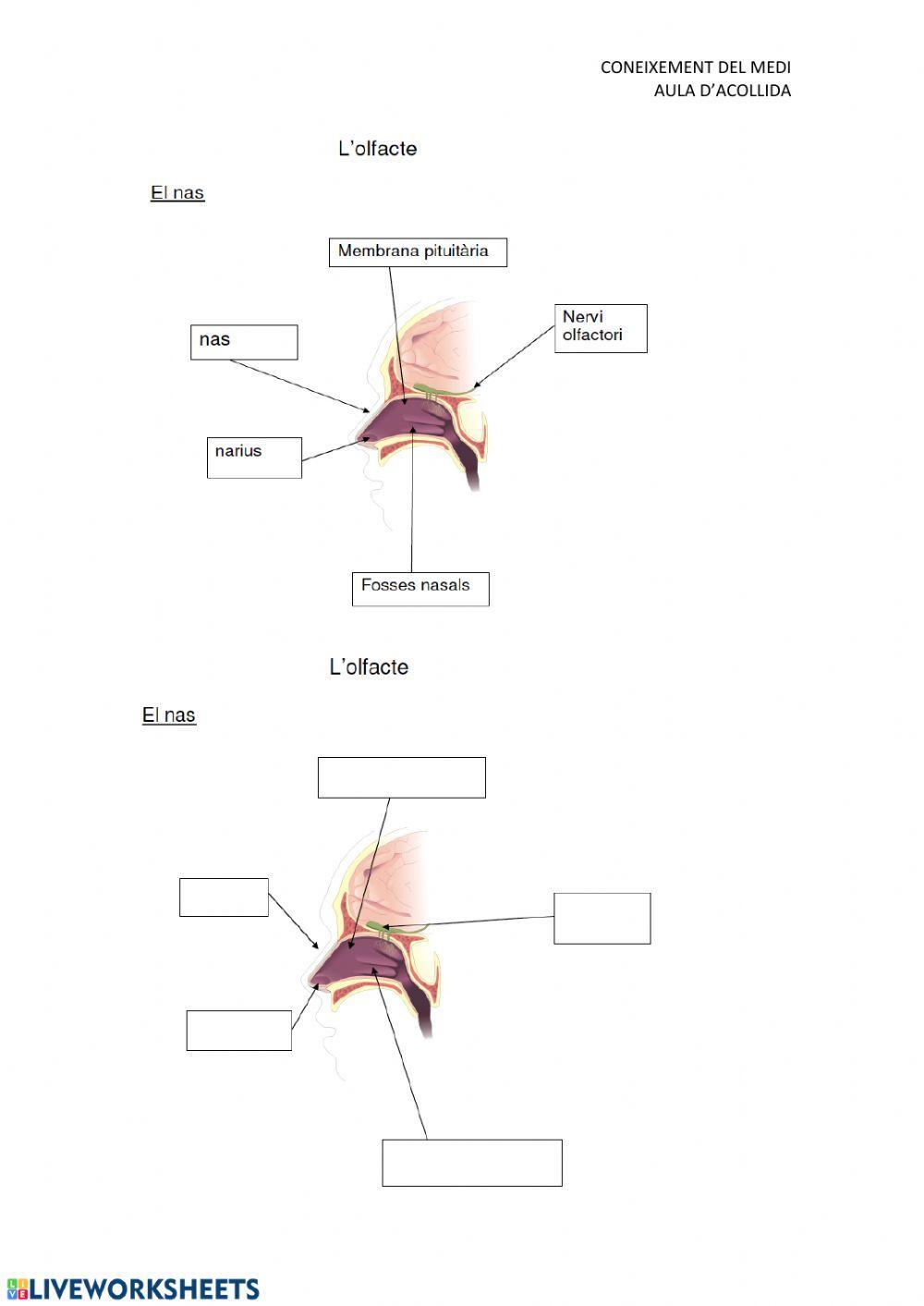 Adaptació Sentits i Ap locomotor