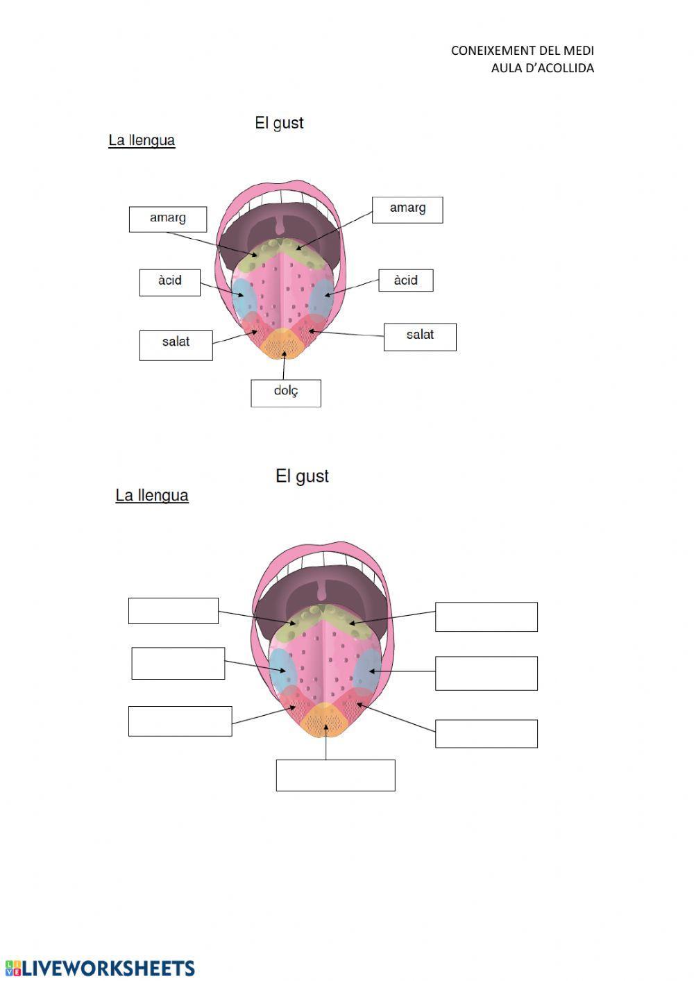 Adaptació Sentits i Ap locomotor