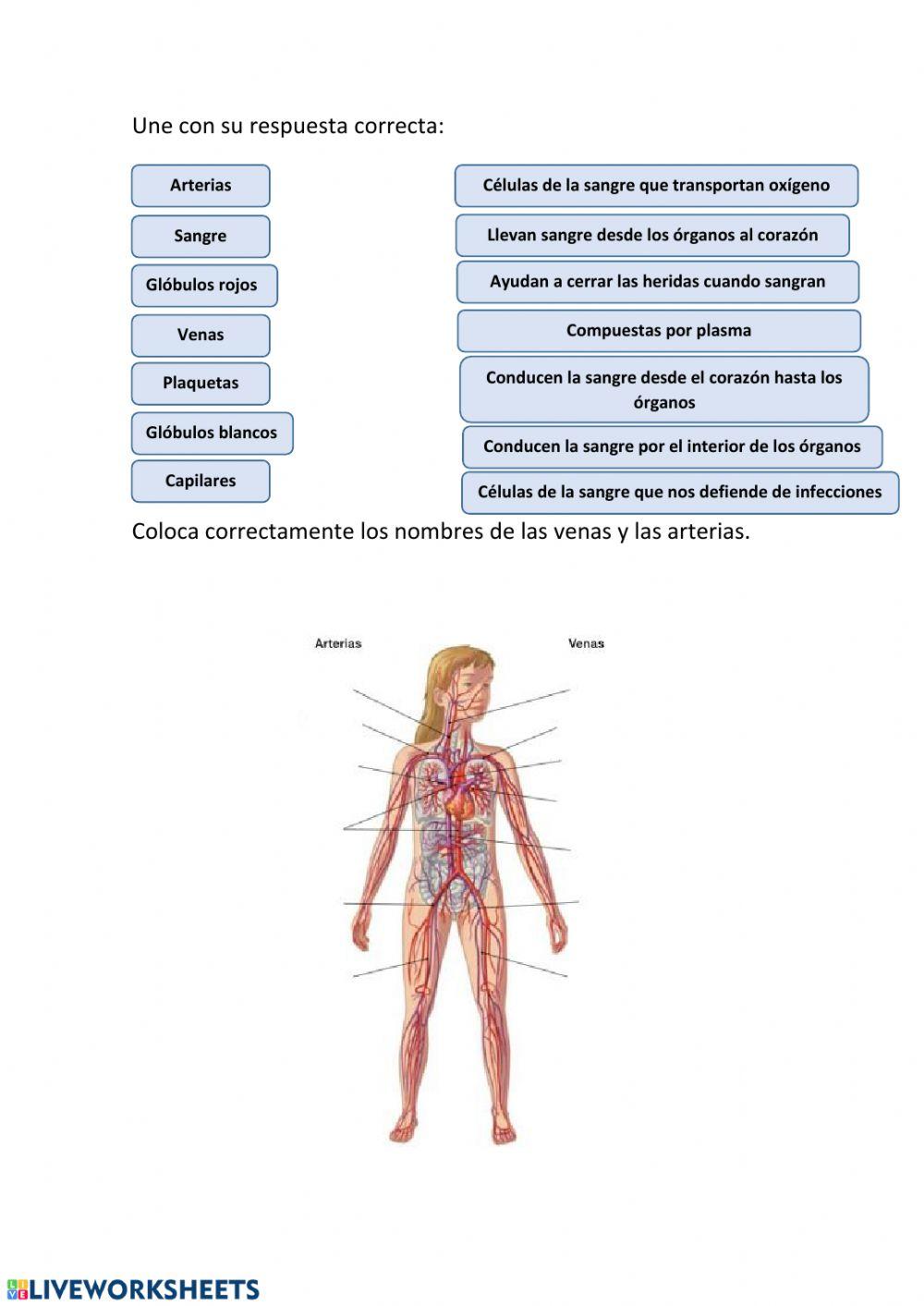 La sangre y los vasos sanguíneos La sangre y los vasos sanguíneos