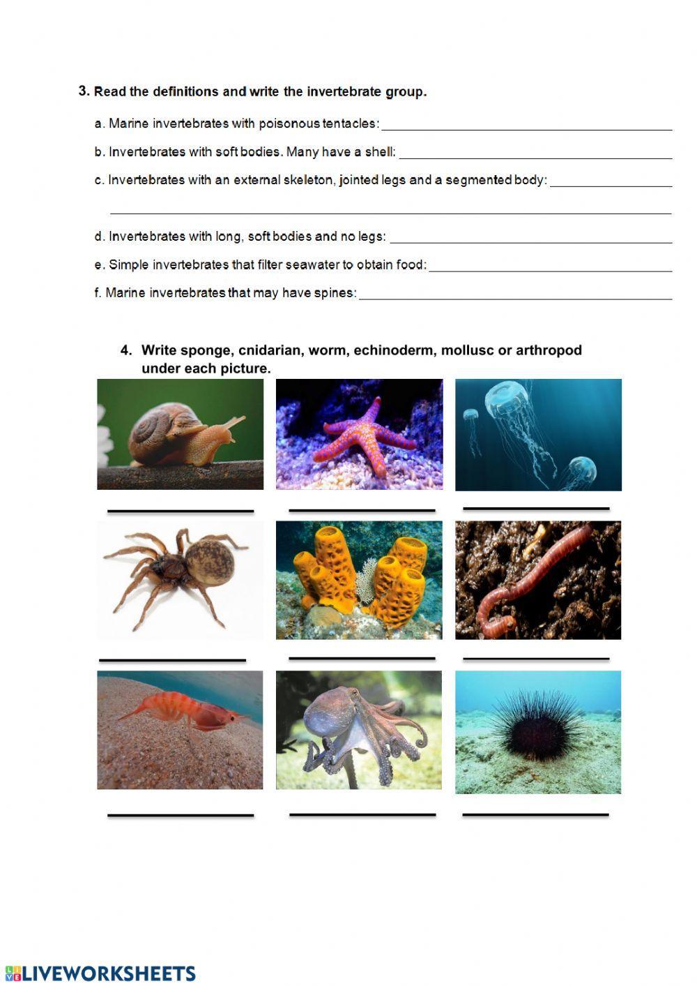 Vertebrates and invertebrates
