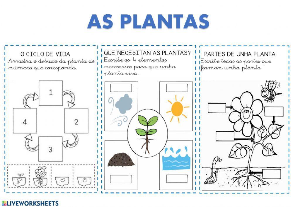 As plantas