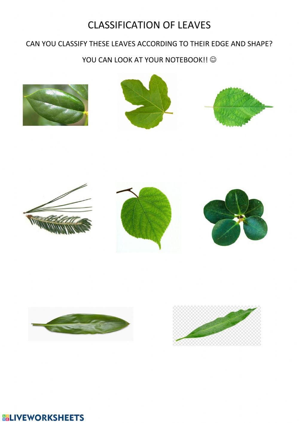 Classification of leaves