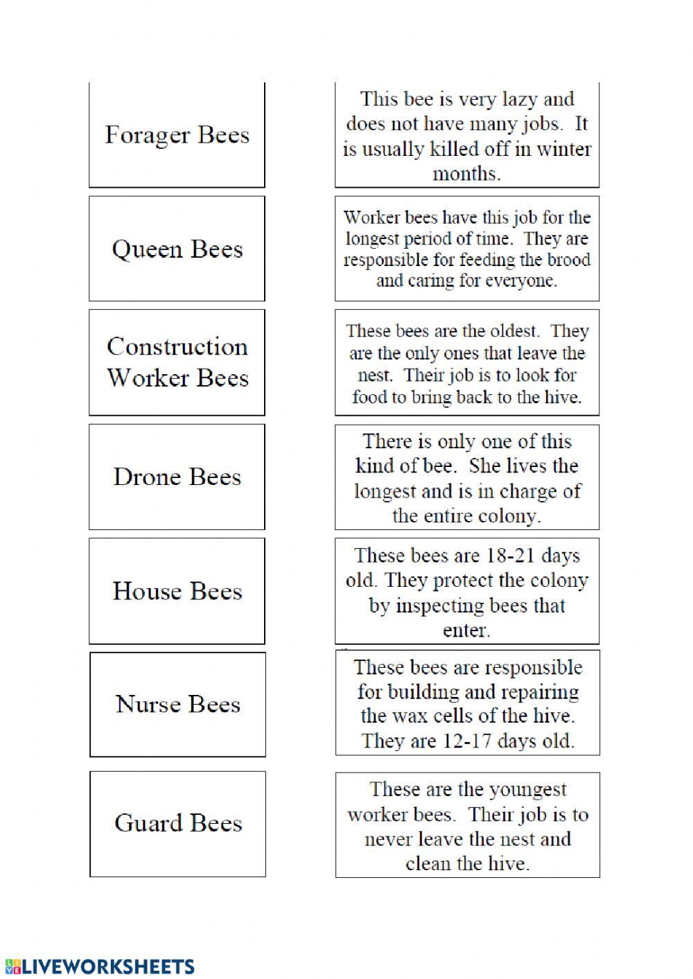 Kinds of bees