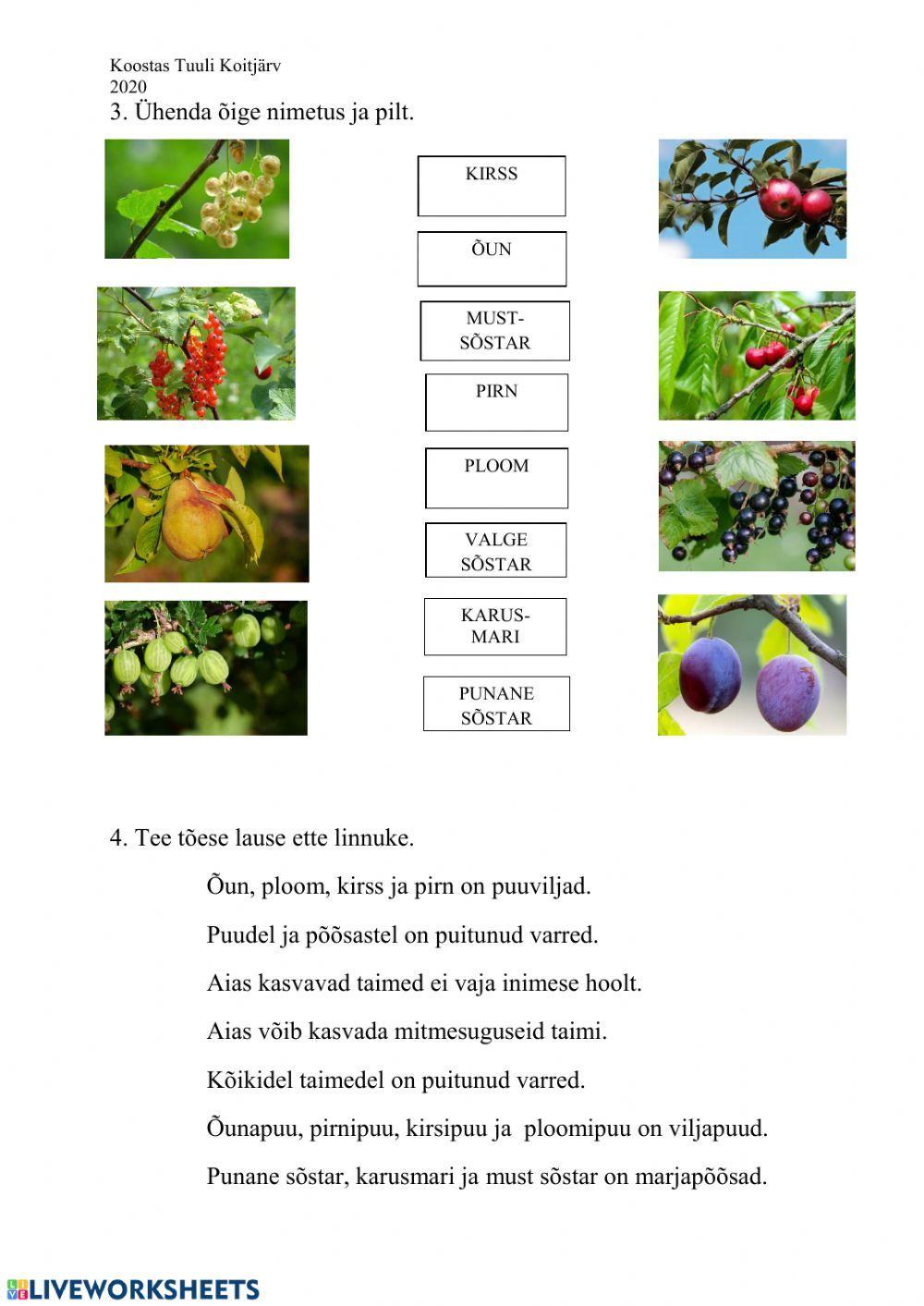 Aias. Marjapõõsad. Viljapuud. taime ehitus.