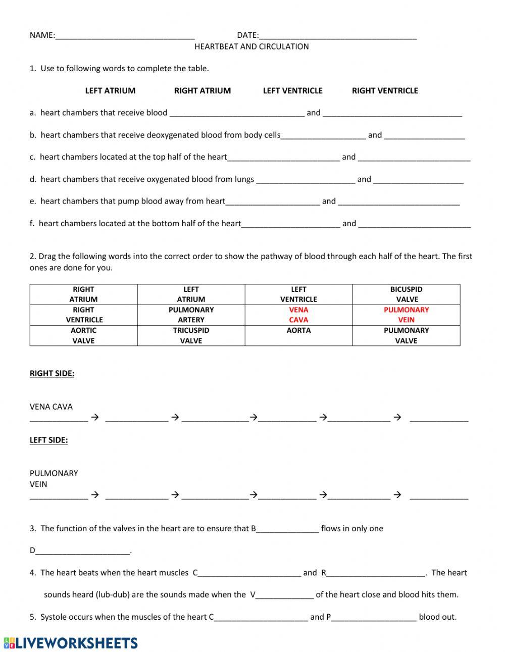 Heartbeat and circulation
