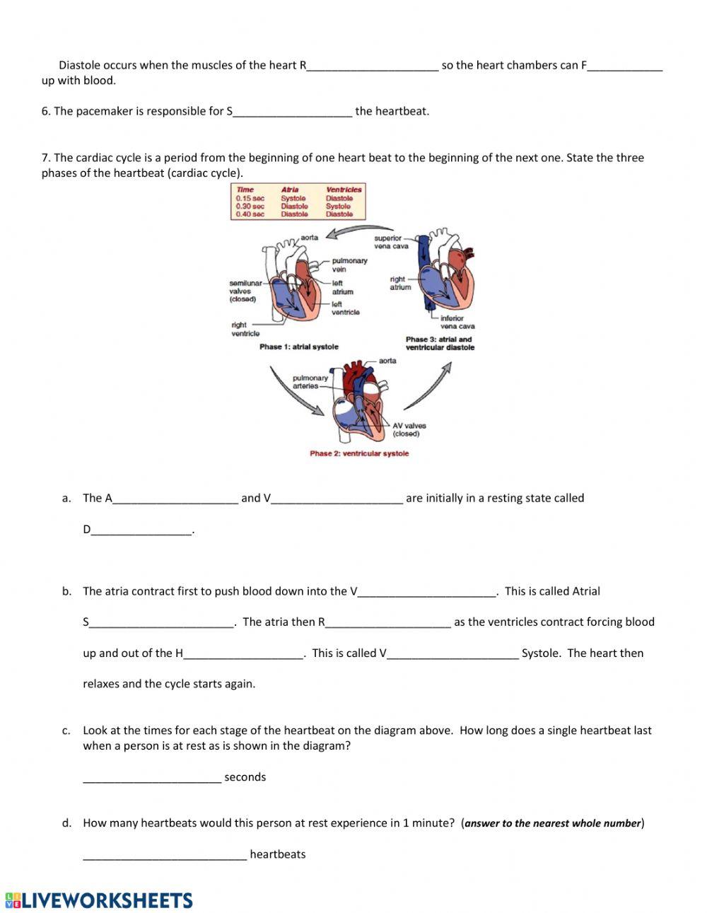 Heartbeat and circulation