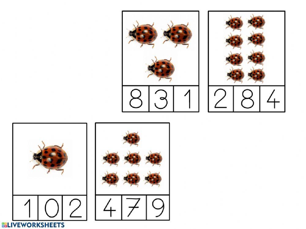 Grafia-nombre insectes