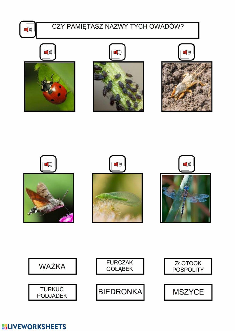 Czy owady tylko wadzą?