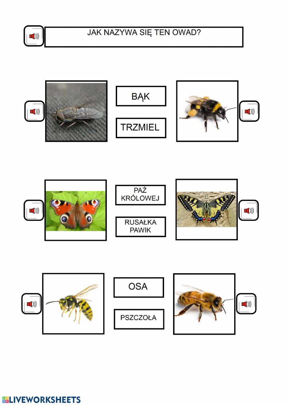 Czy owady tylko wadzą?