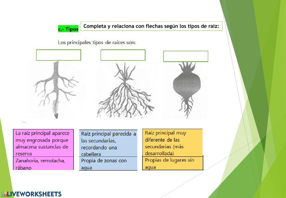 Las plantas. Parte 2