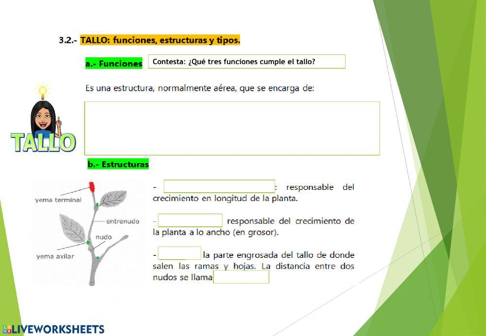 Las plantas. Parte 2