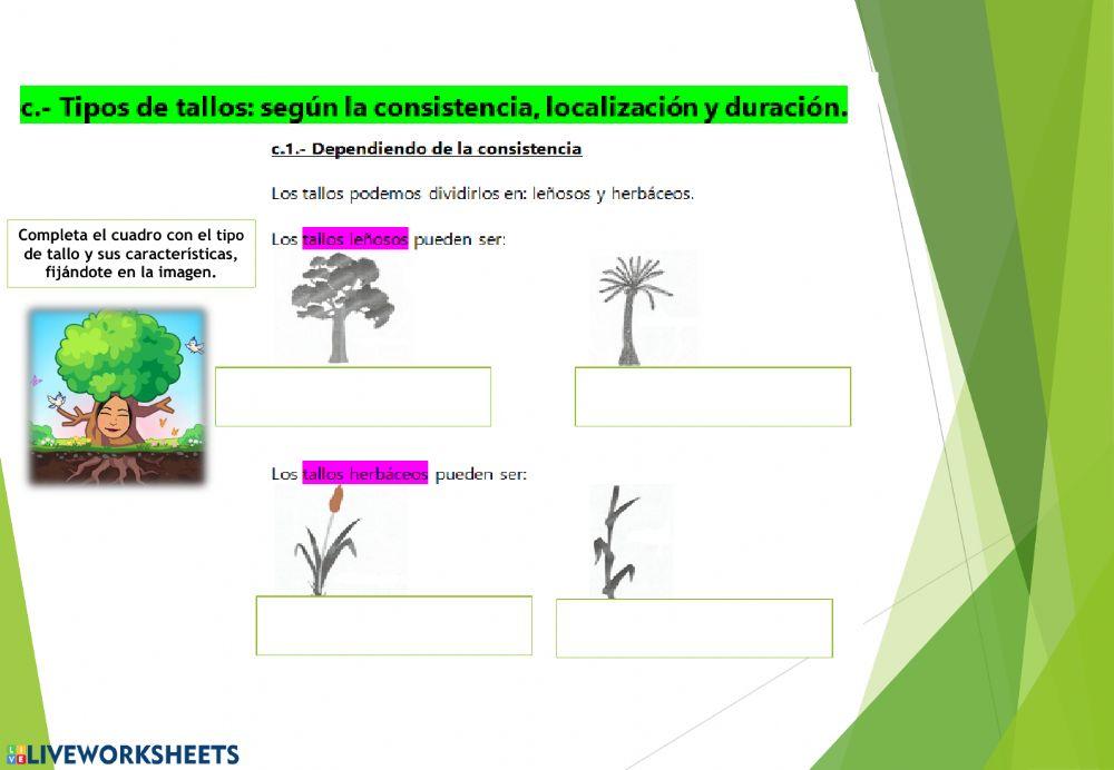 Las plantas. Parte 2