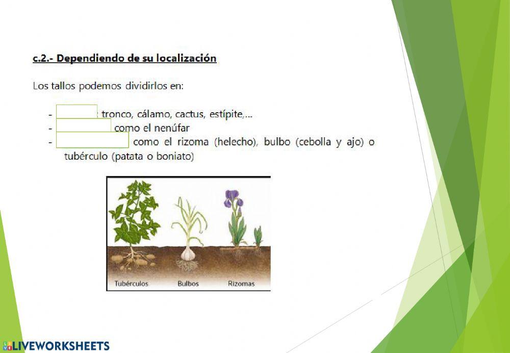 Las plantas. Parte 2