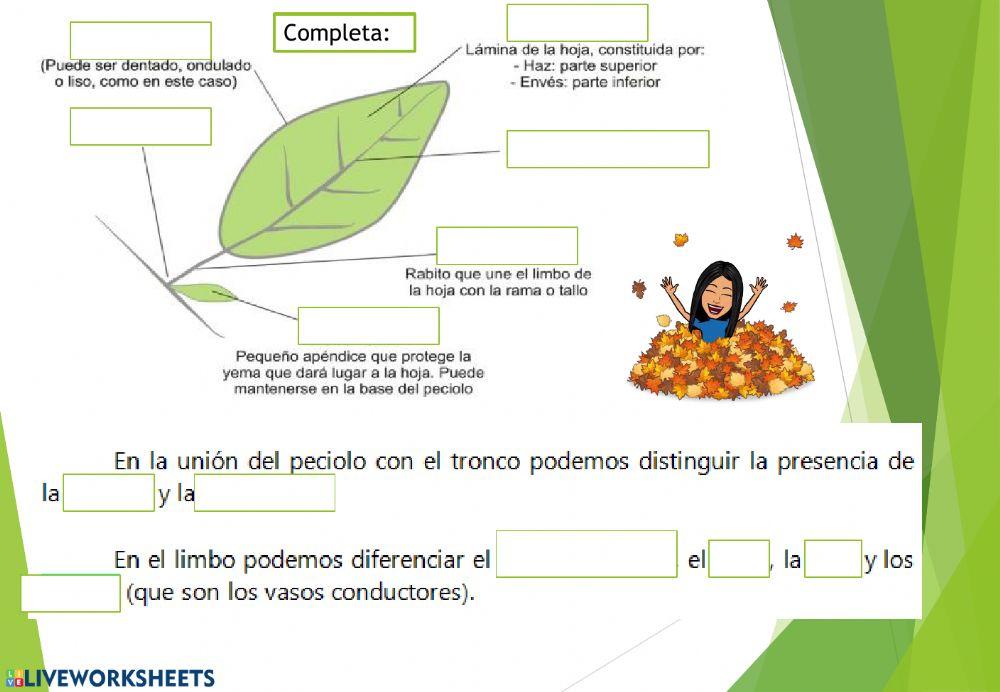 Las plantas. Parte 2