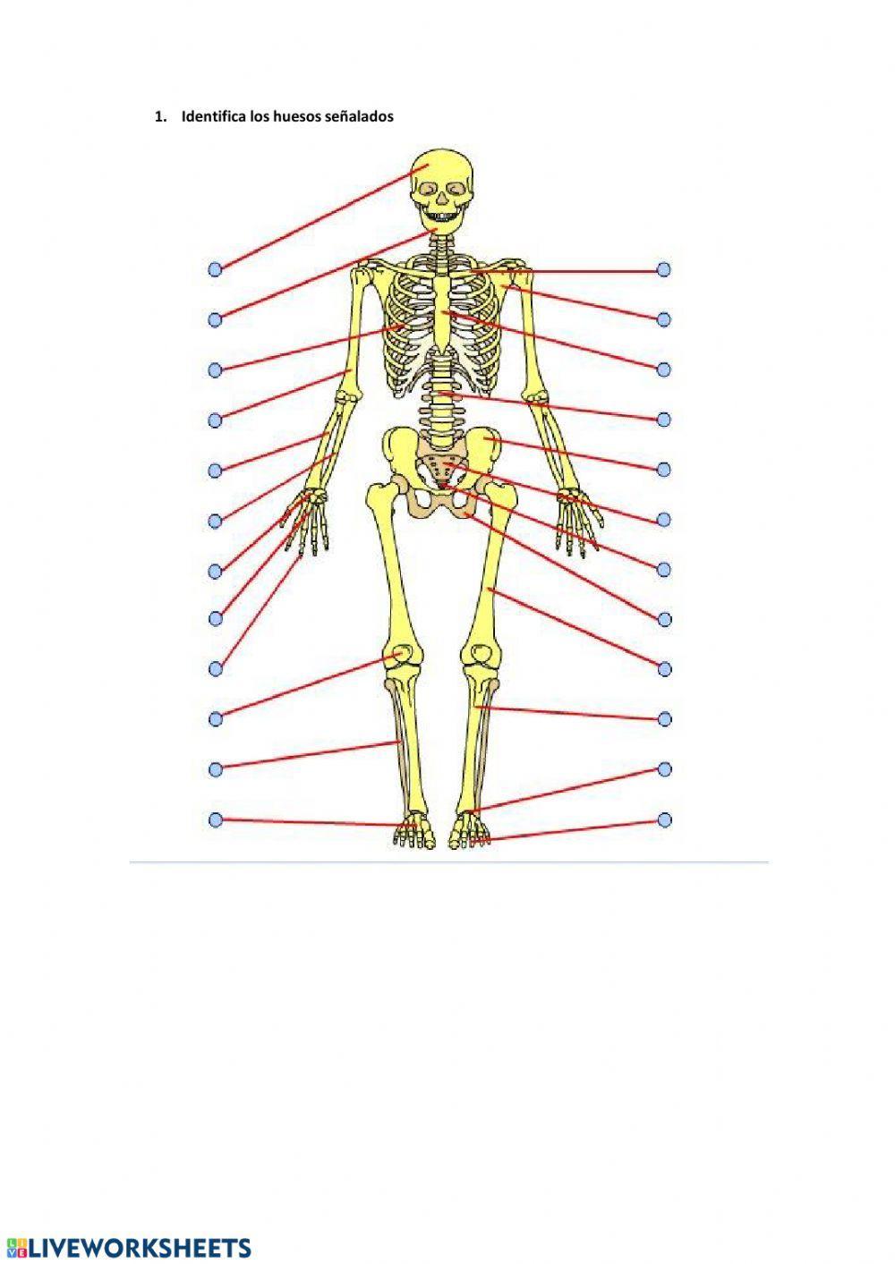 Sistema esquelético