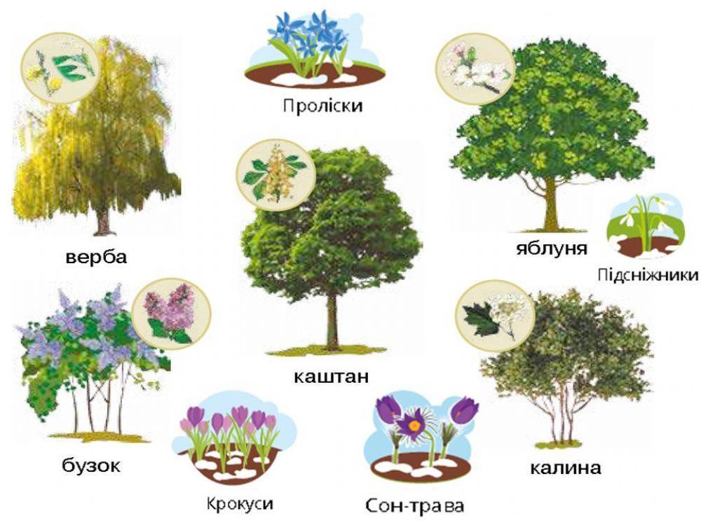 Дерева, кущі та трав'янисті рослини навесні.