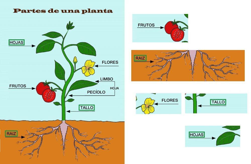 Partes plantas arrastrar