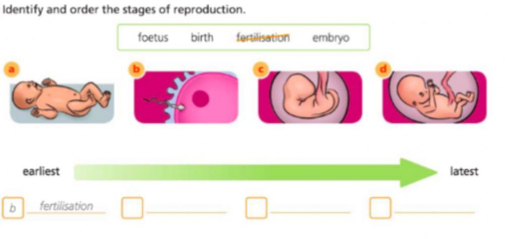 Stages of reproduction