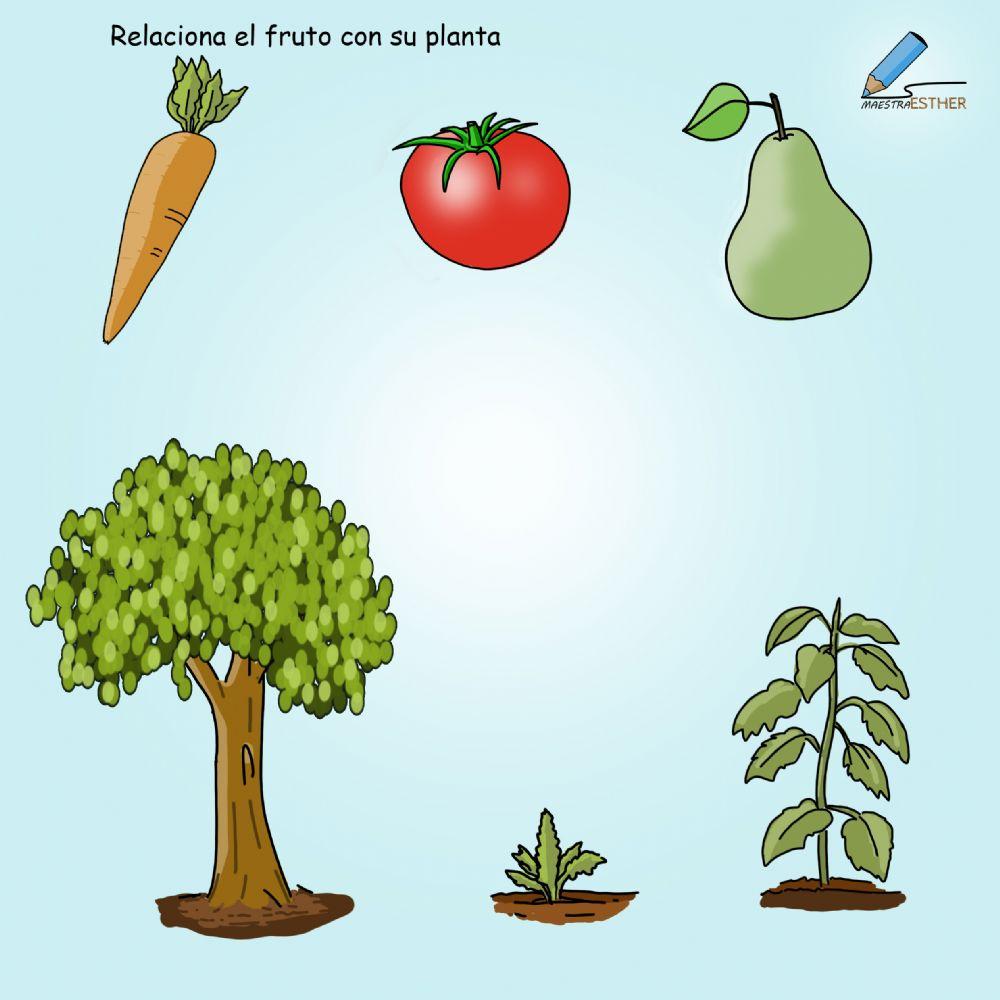 Relaciona fruto con su planta