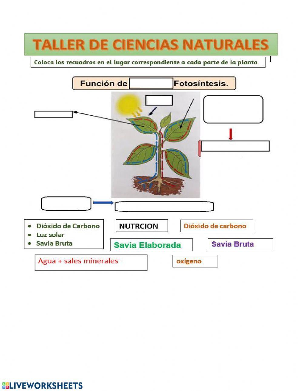 Taller de Ciencias Nutrición y Reproducción en las plantas