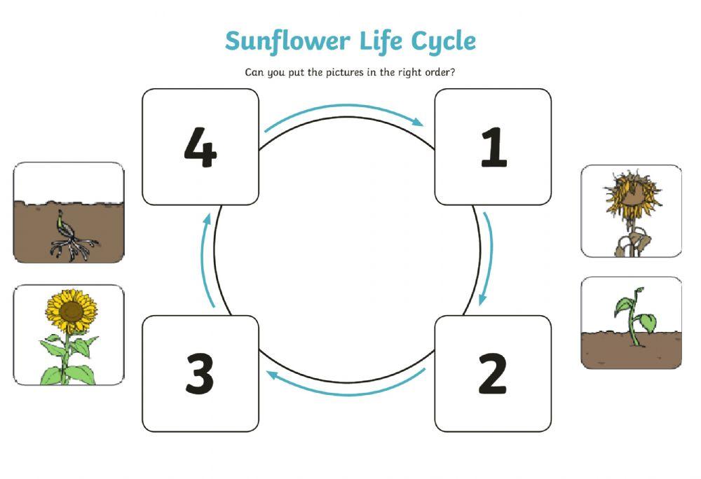 5543526-sunflower-life-cycle-josemis