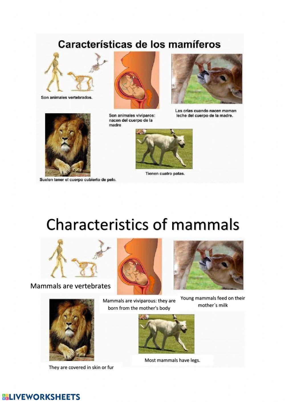 Mammals Vocabulary