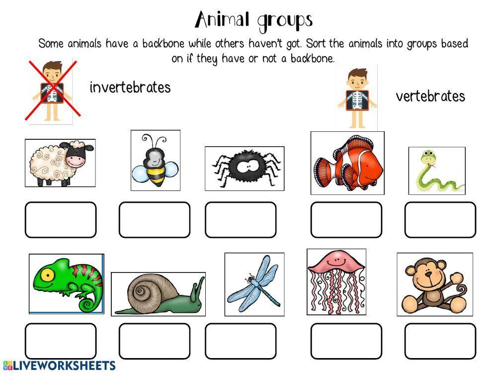 Animal Groups Classification Animal Groups Classification