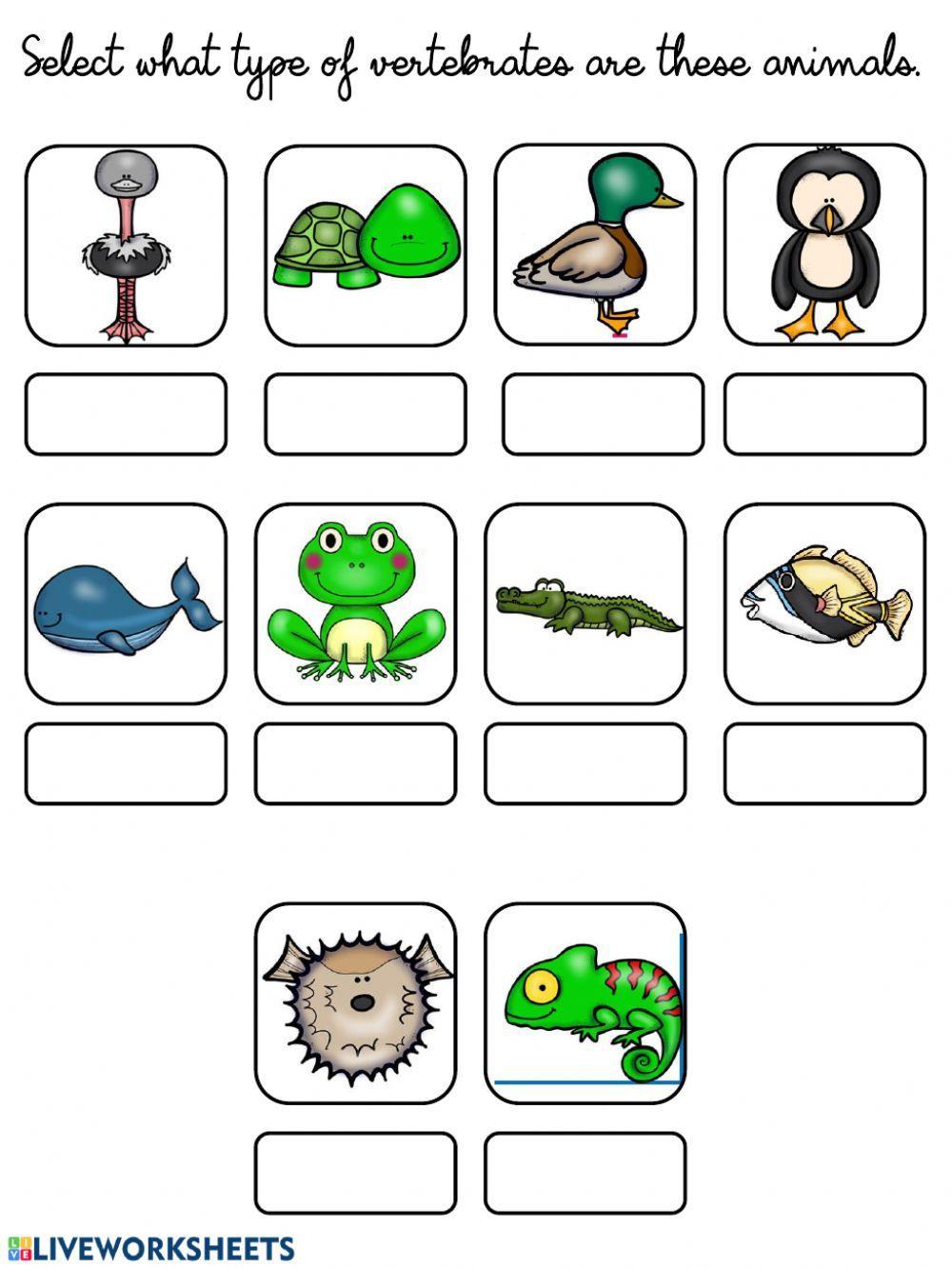 Vertebrate Animals Vertebrate Animals