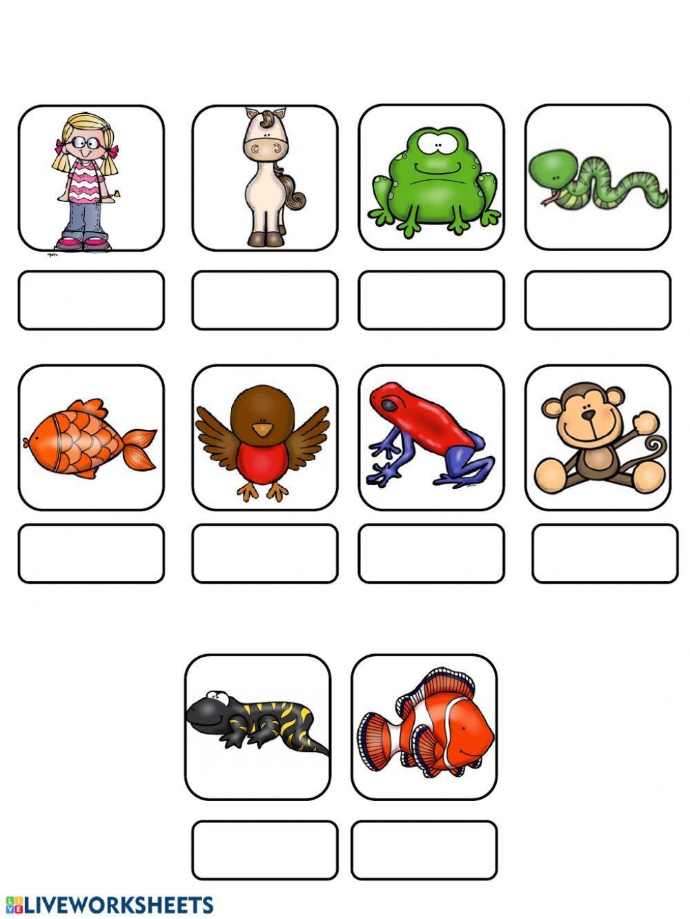Vertebrate Animals Vertebrate Animals