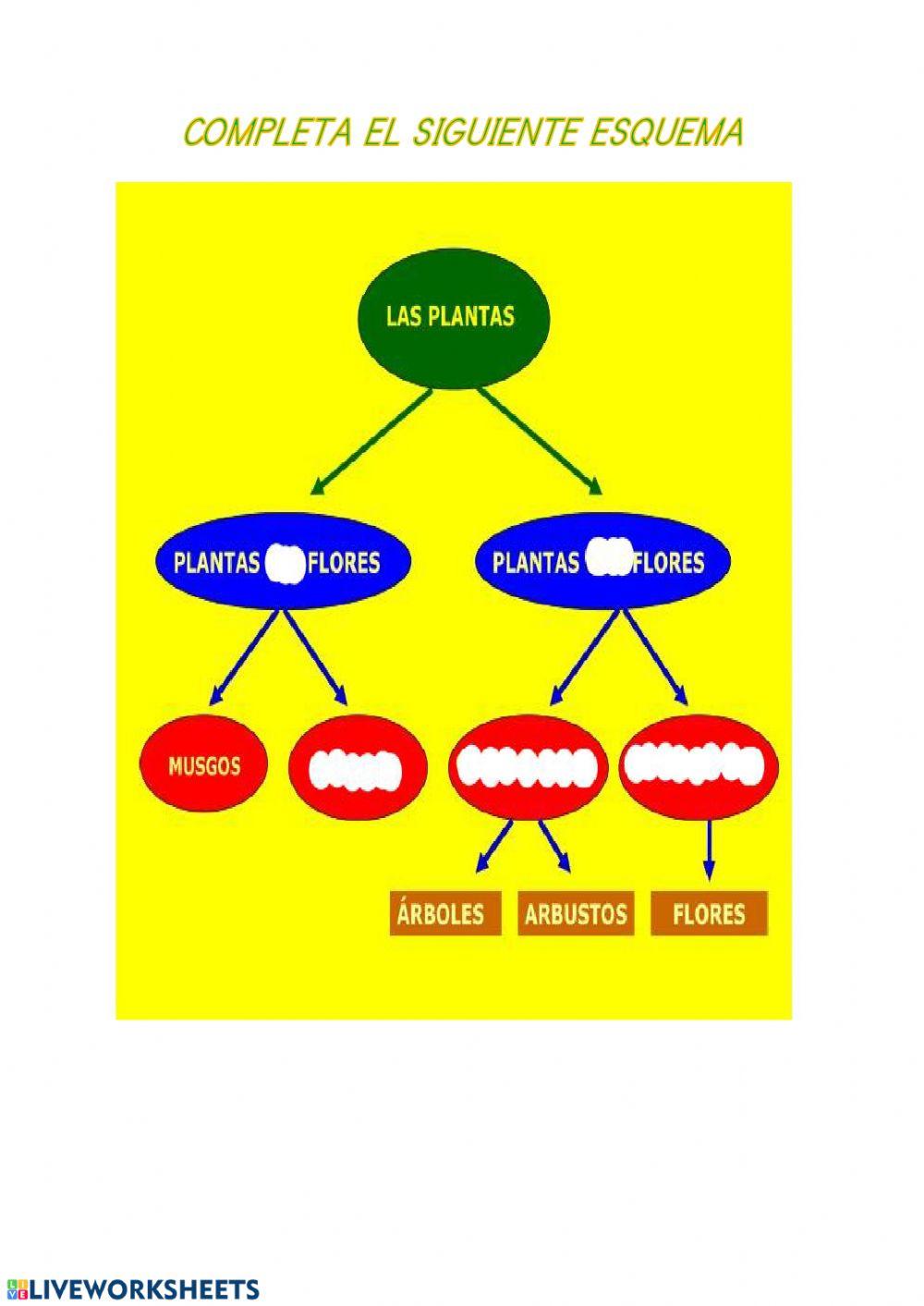Clasificación de las plantas