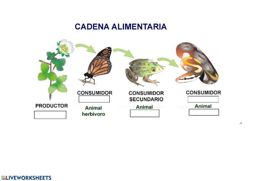 Las cadenas alimentarias
