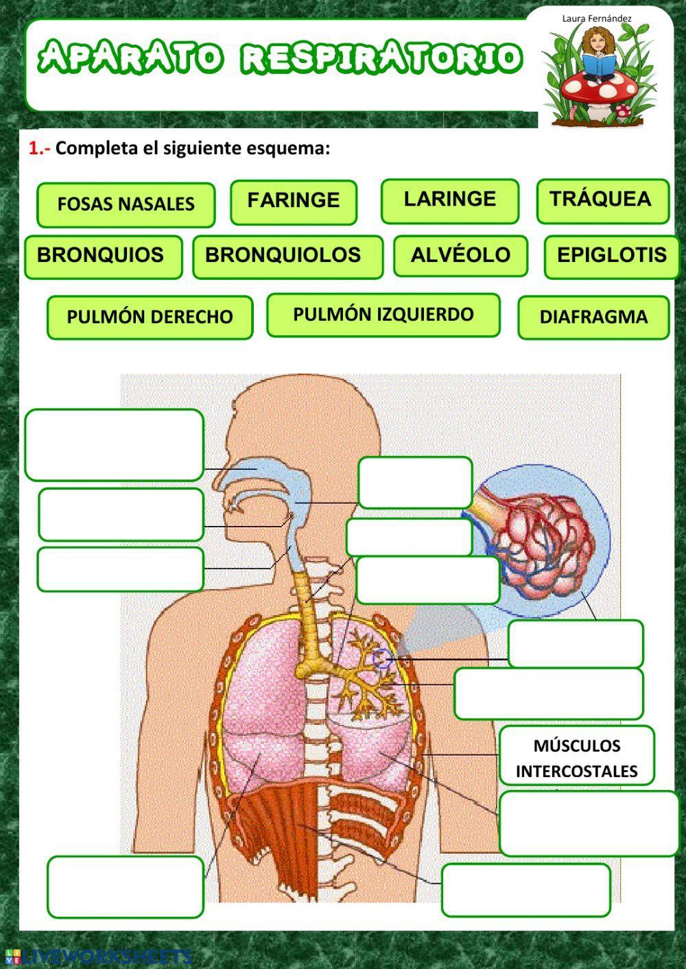 Aparato respiratorio Aparato respiratorio