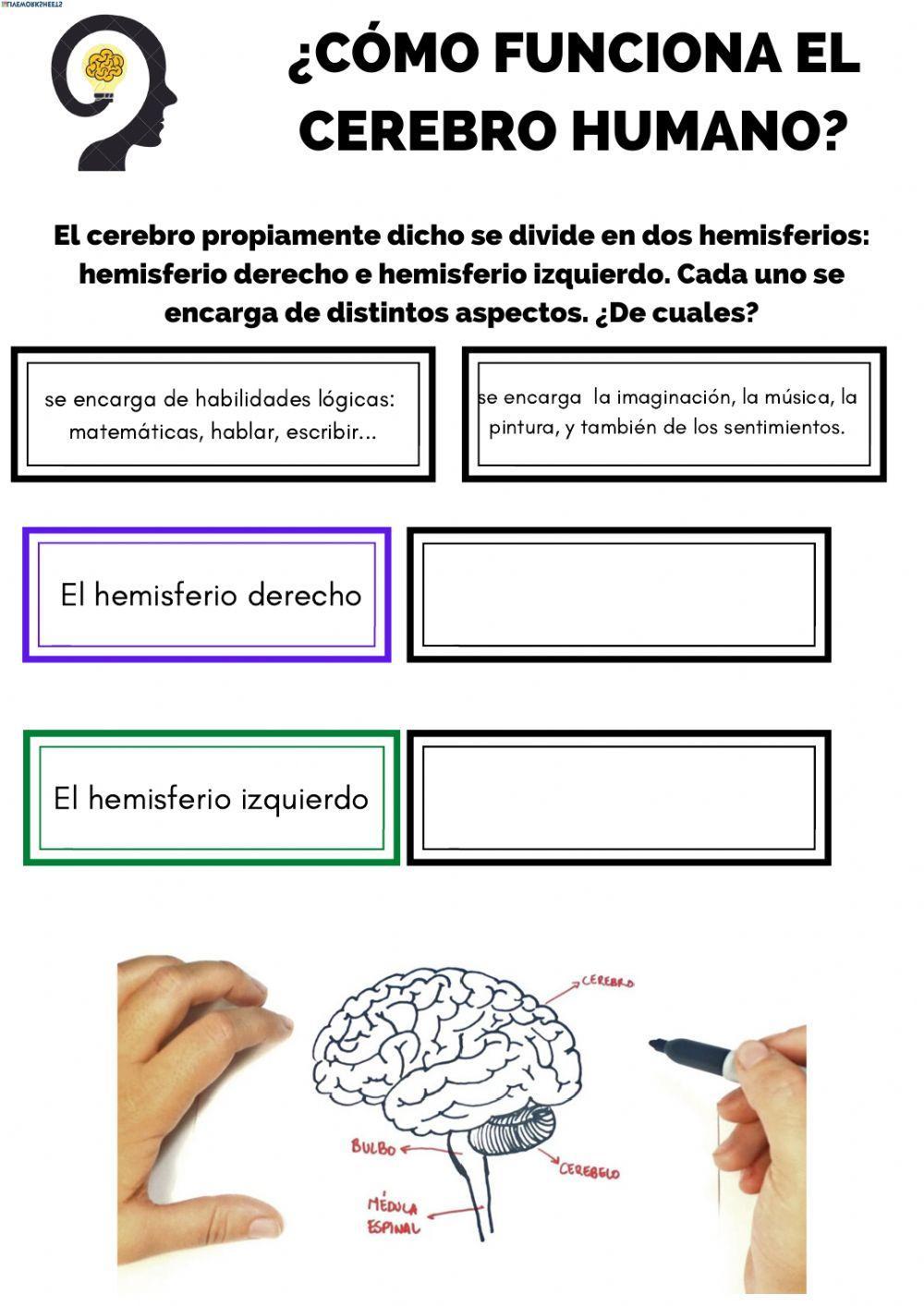 Como funciona el cerebro humano