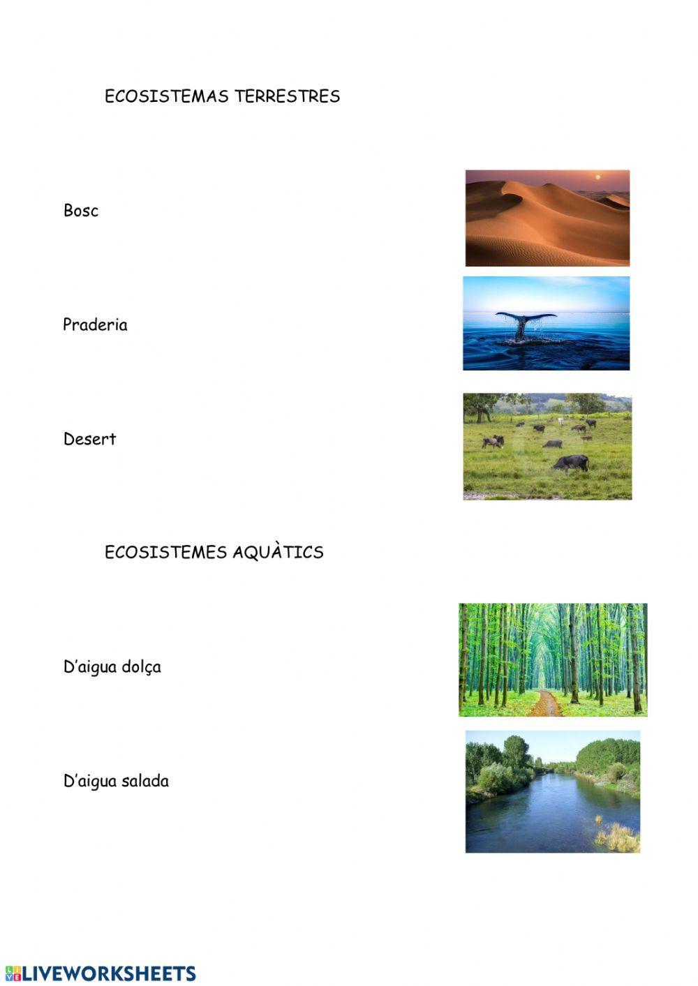 Tipus d'ecosistemes gabigab Live Worksheets