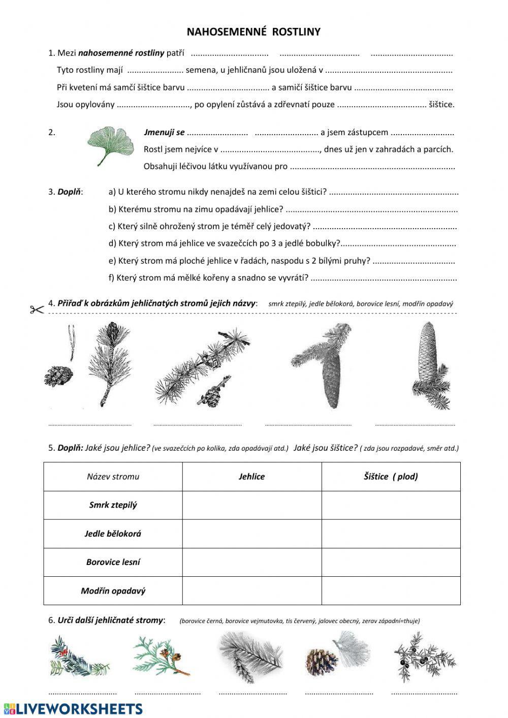 Nahosemenné rostliny