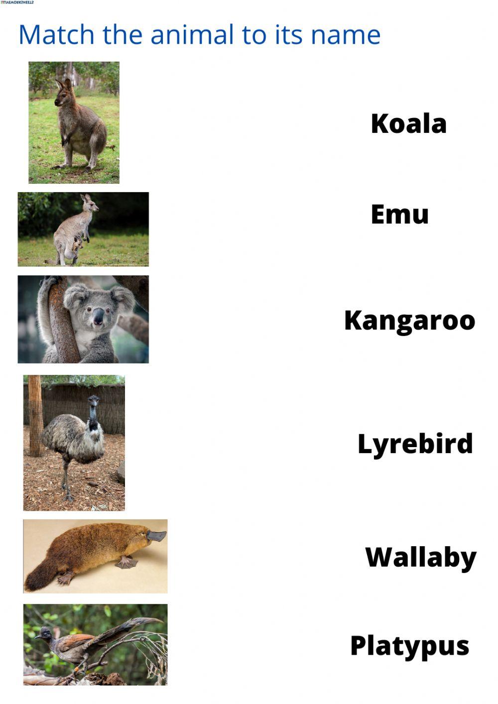 Australian animals