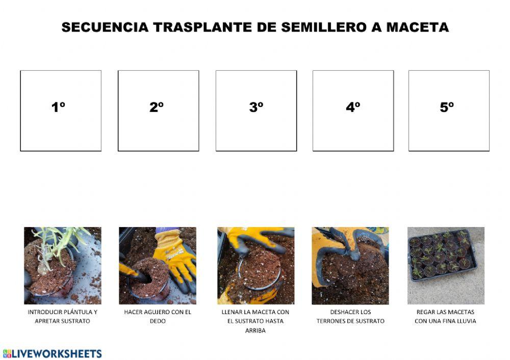 Secuencia fotos trasplantar