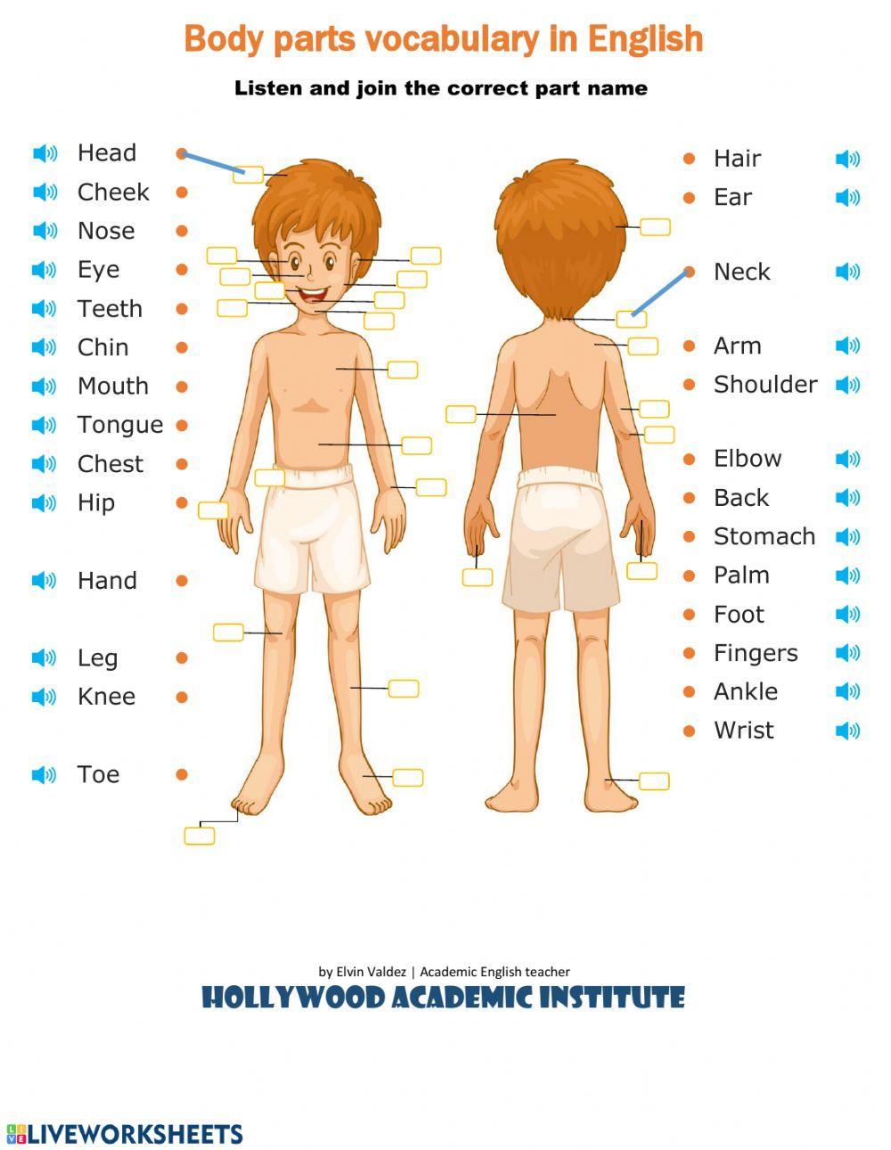Body parts Body parts