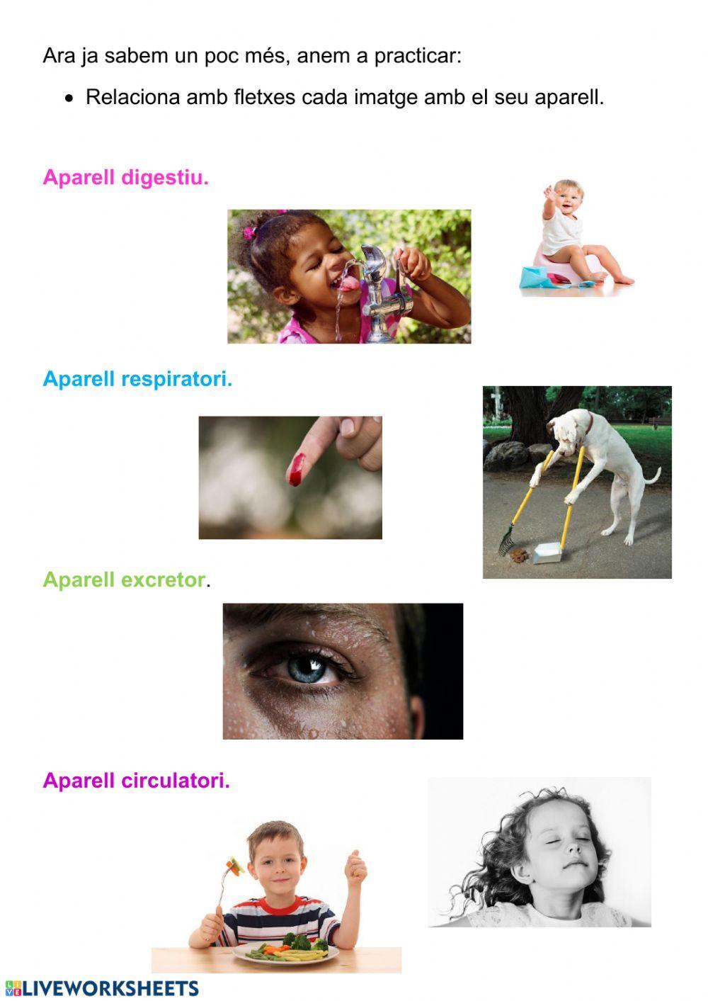 La funció de nutrició