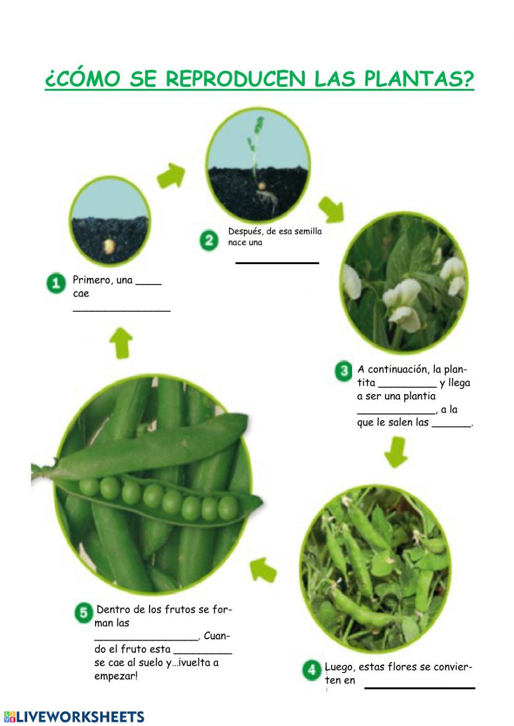 ¿cómo se reproducen las plantas?