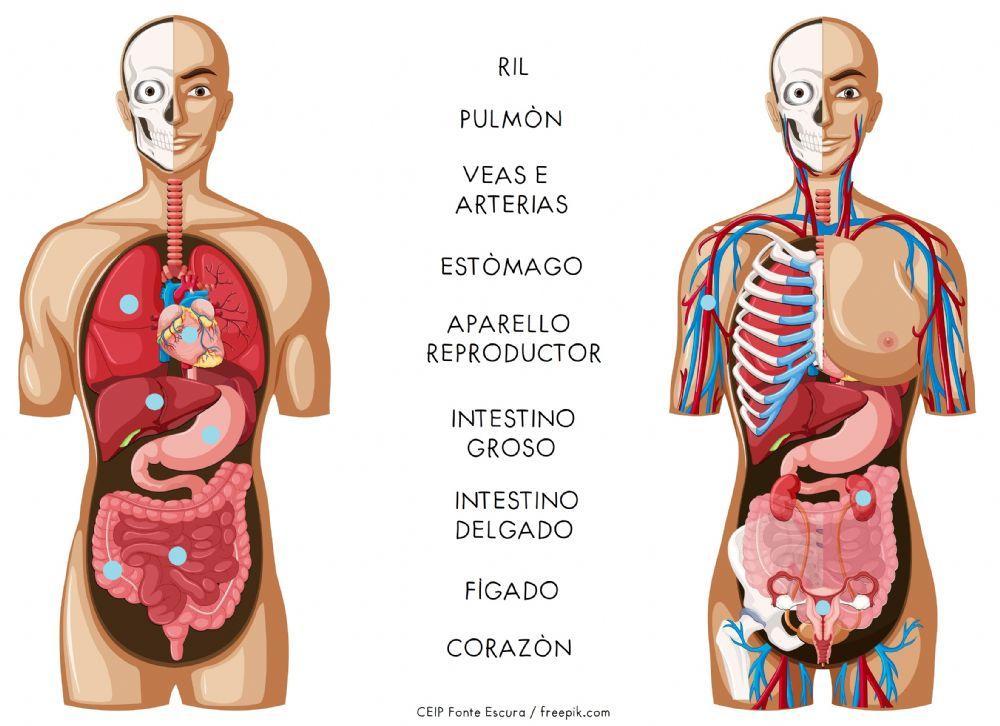 Os órganos