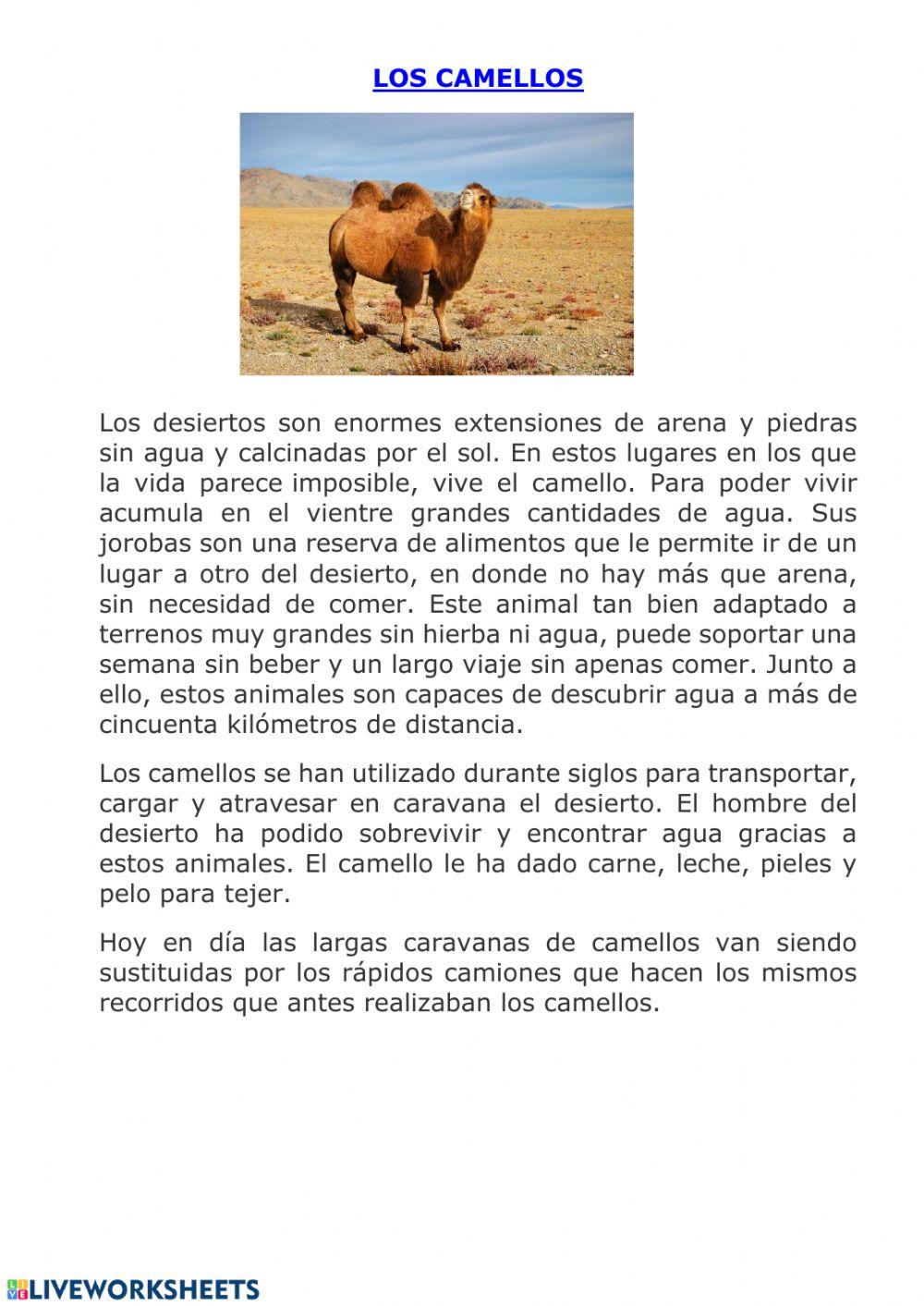 Los camellos Los camellos