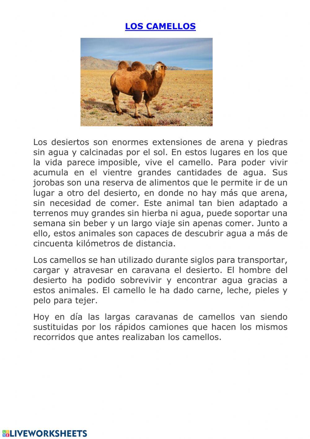 Los camellos