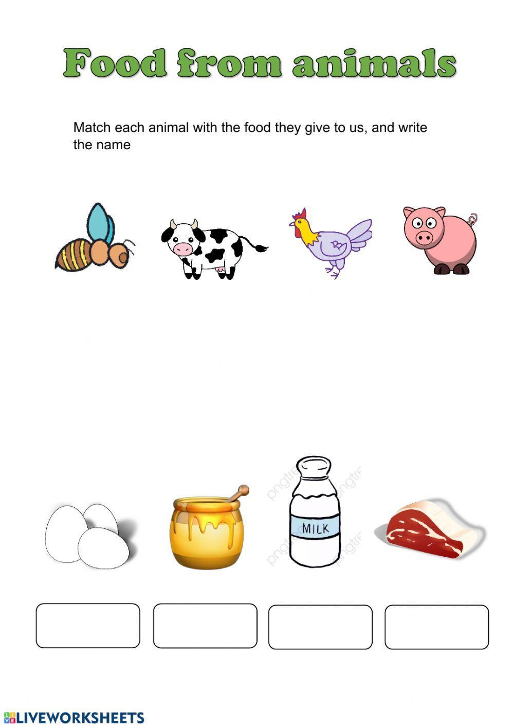 Food from animals worksheet