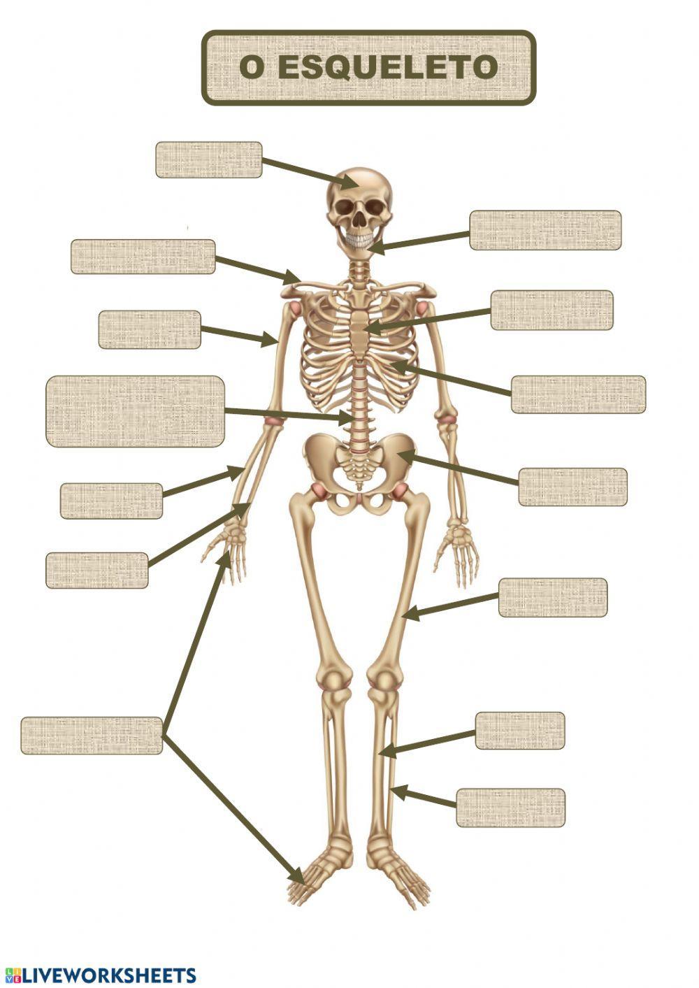 O ESQUELETO. APRENDE OS NOMES DOS ÓSOS