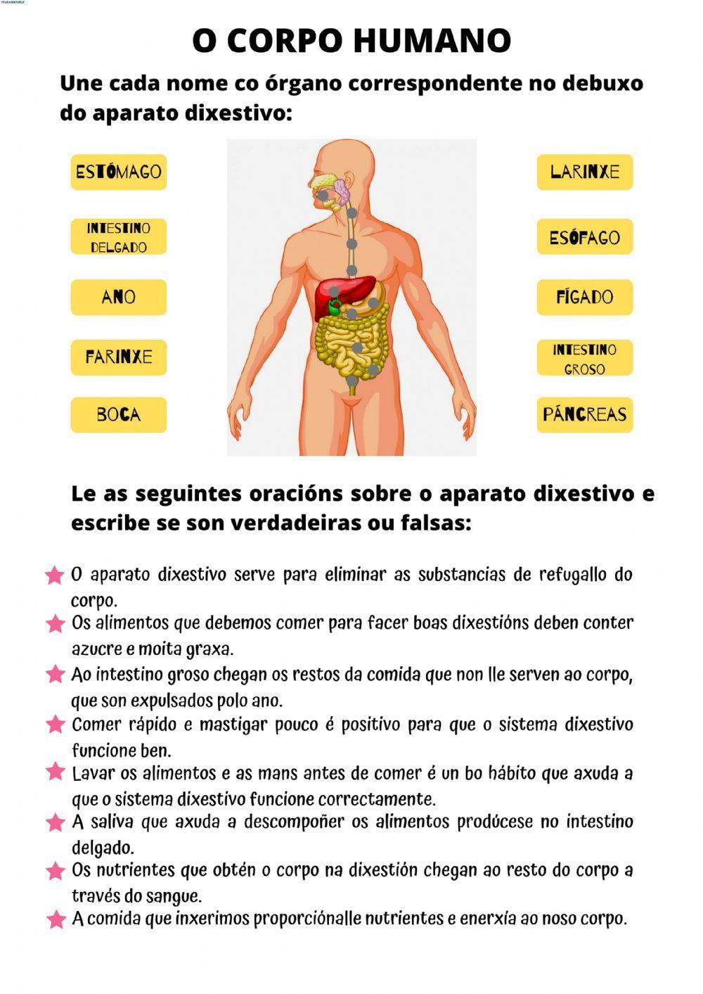 O corpo humano