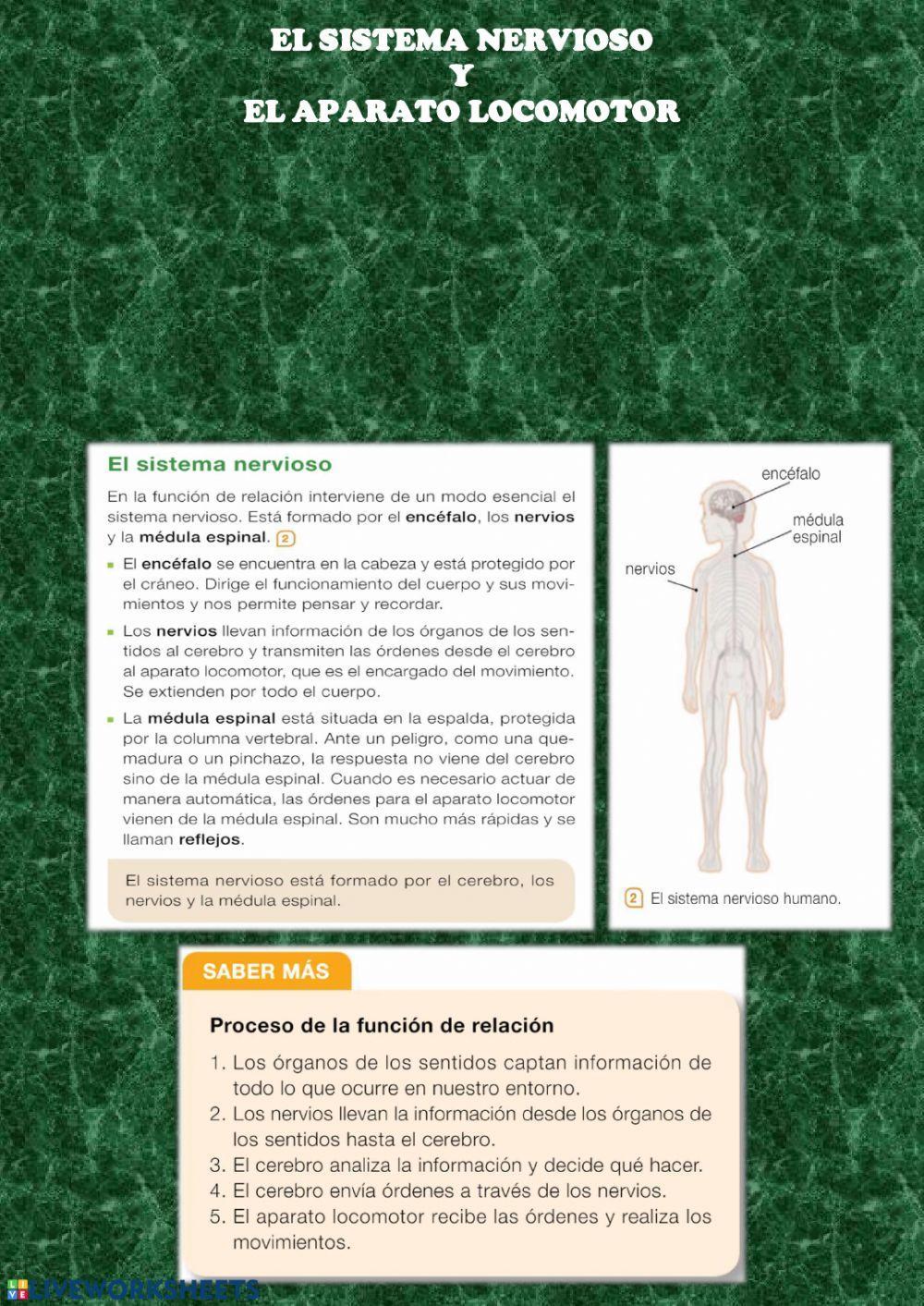 Sistema nervioso y aparato locomotor
