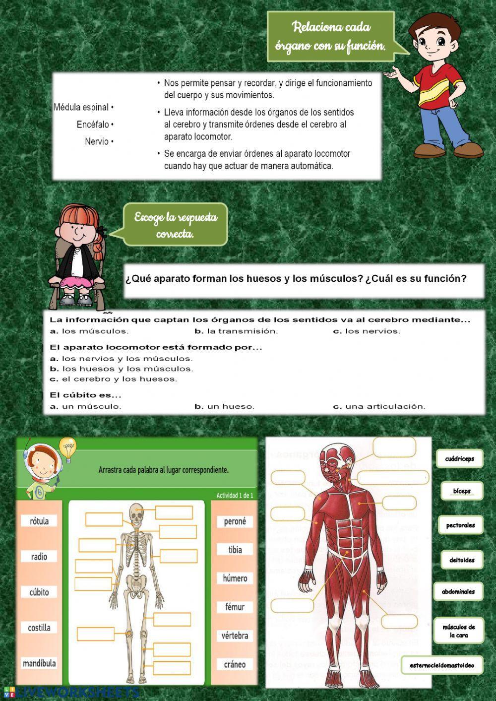 Sistema nervioso y aparato locomotor