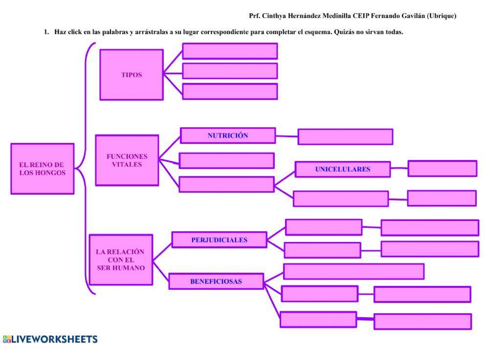 El reino de los hongos